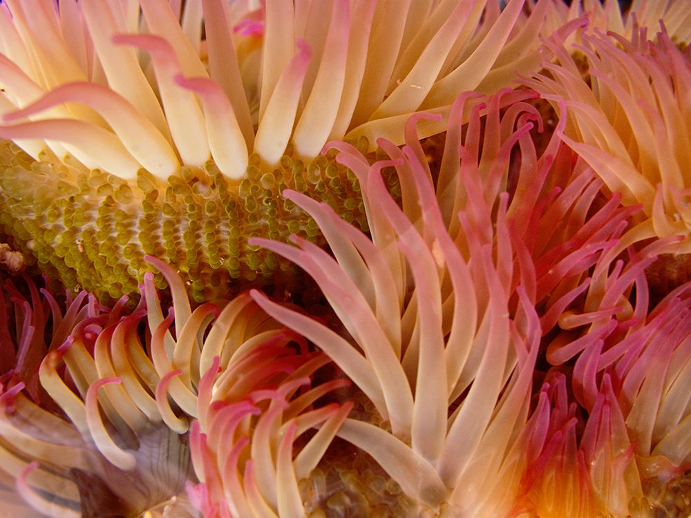 USA, Washington State, San Juan Islands. Close-up of sea anemone off Patos Island.